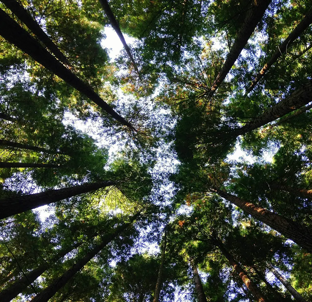 Scandinavian forest environment